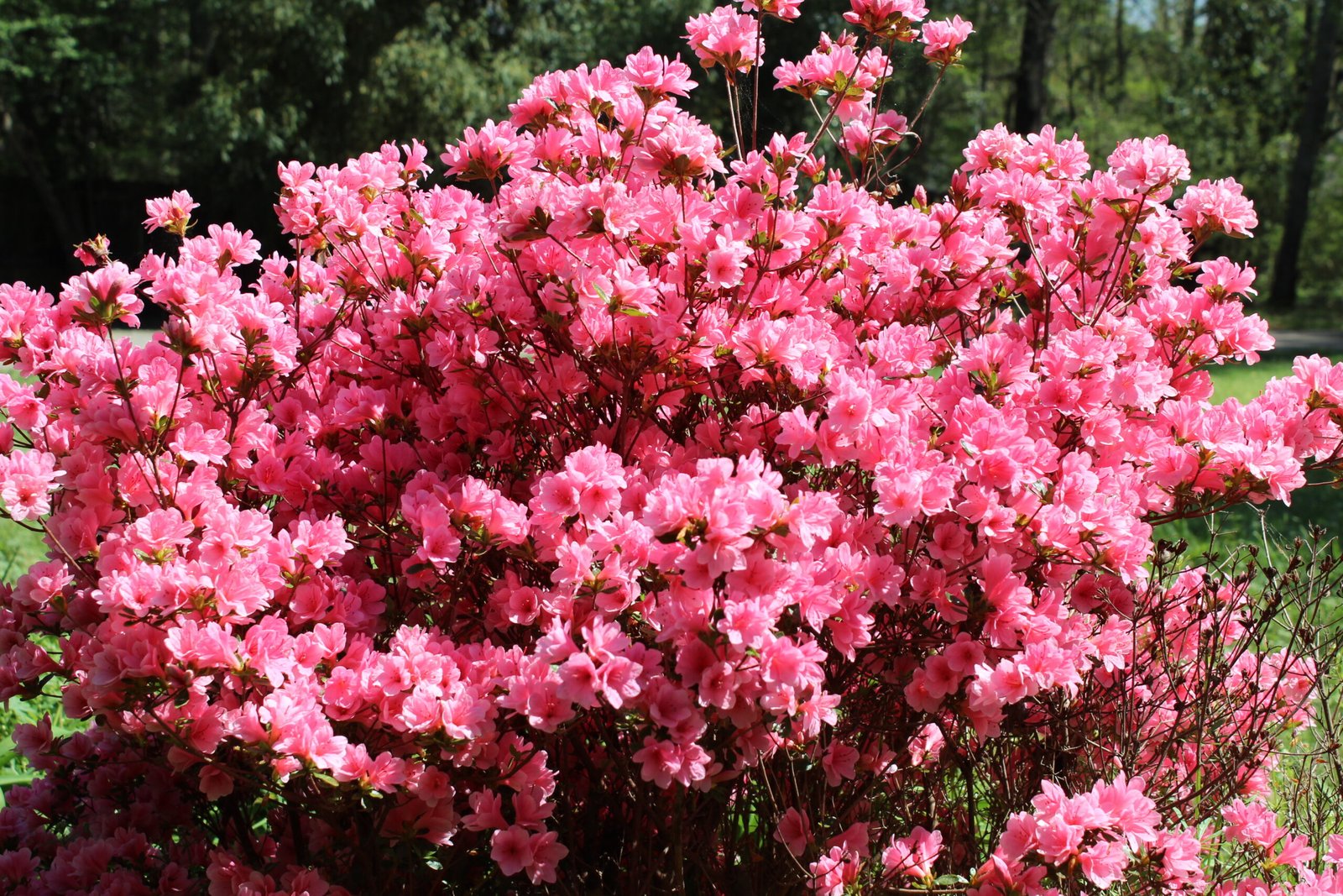 pink azaleas